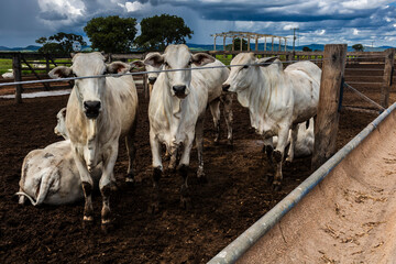 Nelore cattle herd in a Brazilian farm corral. The Nelore breed is known for its adaptability to...