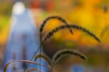 Autumn leaves bring fall colors