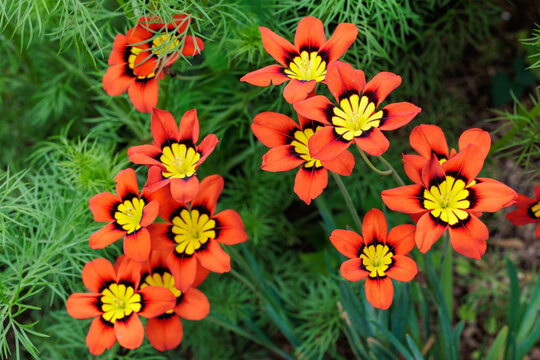 Bright orange sparaxis tricolor flowers blooming in the garden.