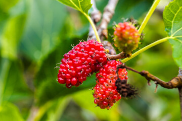 Close-up of ripening mulberries, red and green, on a branch with green leaves against a soft blue...