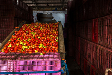 Production and selection line in the tomato concessionaire box of CEAGESP in the city of Mailia,...