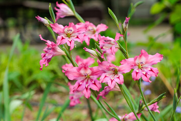 Spring gladiolus flowers blooming with beautiful pink flowers in the garden.
