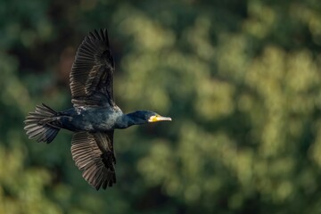 グリーンバックに優雅に飛ぶカワウ