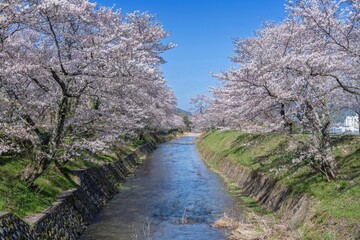 両岸の満開の桜並木に囲まれた清流の情景