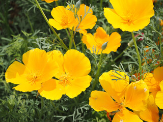 カラフルなハナビシソウの花畑
