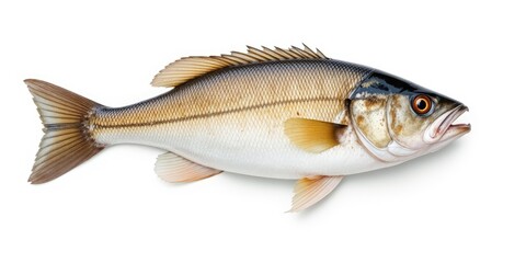 Fototapeta premium Elegant Sea Bass Fish Studio Shot on White