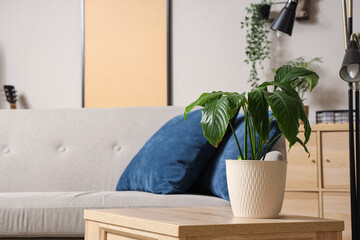 Green plant on wooden table in living room, closeup