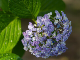 濡れた紫色の紫陽花