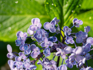 濡れた紫色の紫陽花
