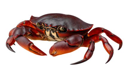 Detailed close up view of a vibrant red crab with prominent claws and textured shell isolated on transparent background