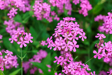 Brightly blooming Sweet william catchfly flowers in the garden,