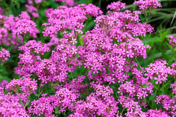 Brightly blooming Sweet william catchfly flowers in the garden,