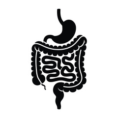 Digestive System Illustration Showing Stomach Small Intestine and Large Intestine
