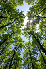 Obraz premium Sunlight filters through tall green trees in a bright forest, creating a natural canopy against a clear blue sky.
