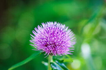Beautiful thistle flower blooming in the meadow.