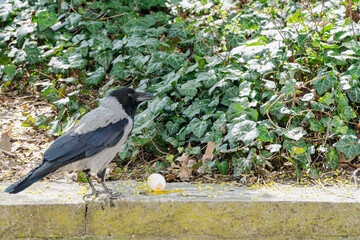 A hooded crow (Corvus cornix) stands beside a cracked eggshell on a stone ledge in a urban park.