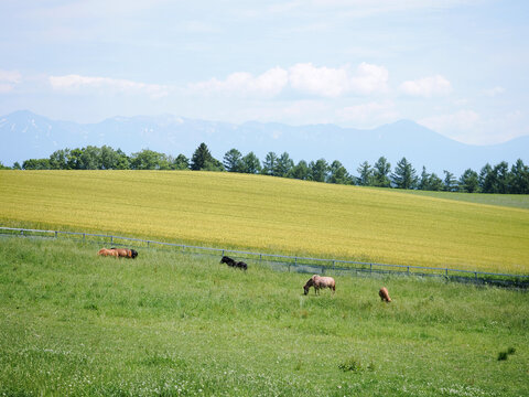 Meadow Road 　牧草地の道 牧草地の道路[81623000189]の写真・イラスト素材｜アマナイメージズ