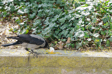A hooded crow (Corvus cornix) is actively feeding from a broken egg on a stone ledge in a leafy...