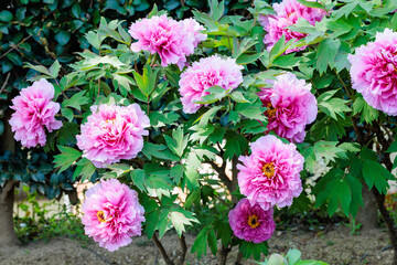 Pink tree peony flowers blooming in the garden.
