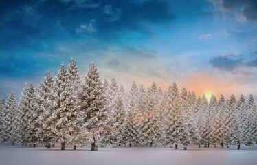 Fototapeta premium Fir tree forest in snowy landscape