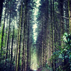 Naklejka premium Tropical tree lined in forest