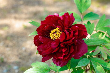 Close-up of red peony flowers blooming in a garden.