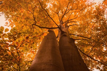 Two tall tree trunks are standing against pale sky in flat design, with orange leaves