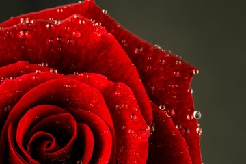 Red rose with water drops