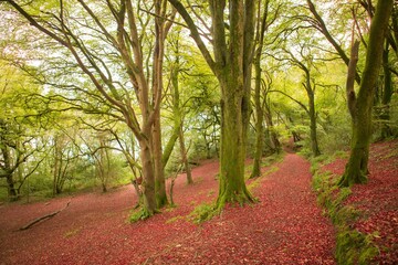 Peaceful autumn scene in forest