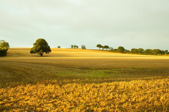 Solitary tree is standing in flat design harvested field with golden stubble under overcast sky