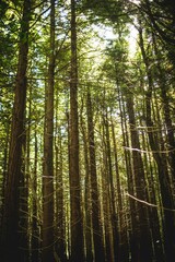 Fototapeta premium Dense conifer trunks are rising in flat design forest scene, with sunlight shafts and green foliage