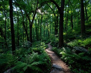 Sunlight path through lush forest