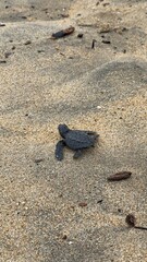 Newborn baby turtle walking into the ocean for the first time.