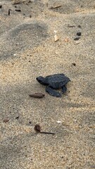 turtle on the beach