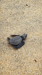 turtle on the bridge