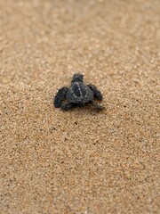 turtle entering the ocean for the first time