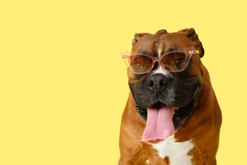 Cute boxer dog in sunglasses on yellow background