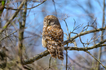 A Sleeping Barred Owl at Seven Lakes State Park, near Holly, Michigan.