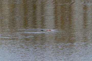 A Beaver Swimming in Seven Lake at Seven Lakes State Park, near Holly, Michigan.