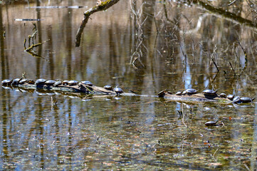 Row of Many Painted Turtles on a Log Sunning at Seven Lakes State Park, near Holly, Michigan.