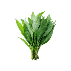 Fresh Bundle of Ramsons, Wild Garlic, Bear's Garlic Leaves