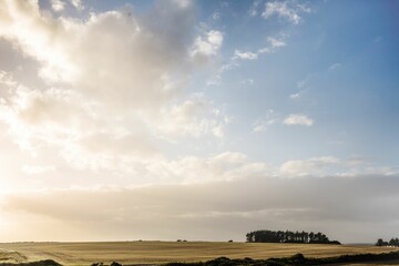 Cluster of silhouetted trees is standing on horizon in flat design, with golden fields, soft clouds