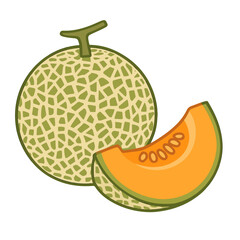 vector illustration of a melon cantaloupe