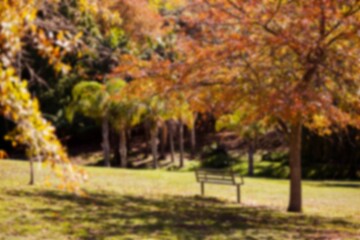 Solitary metal bench is resting under tree with orange leaves on grass in flat autumn illustration