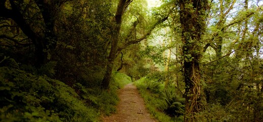 Dirt forest trail is winding through flat design woodland, with vines, moss, ferns, leafy canopy