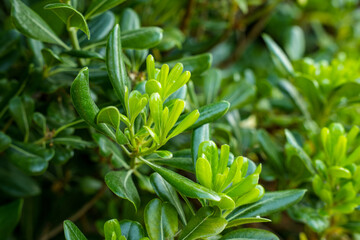 Obraz premium Leaves of the Chinese clover seed (Pittosporum tobira) in close-up
