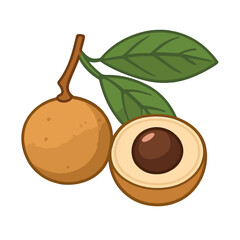 vector illustration of a longan fruit
