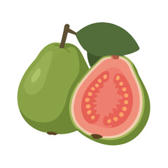 vector illustration of a guava