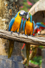 Colorful Macaw Parrots at Safari World Zoo, Thailand