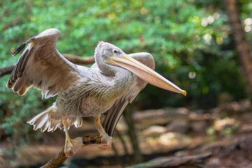 Pelican brid waiting for food at Safari World Zoo, Thailand.